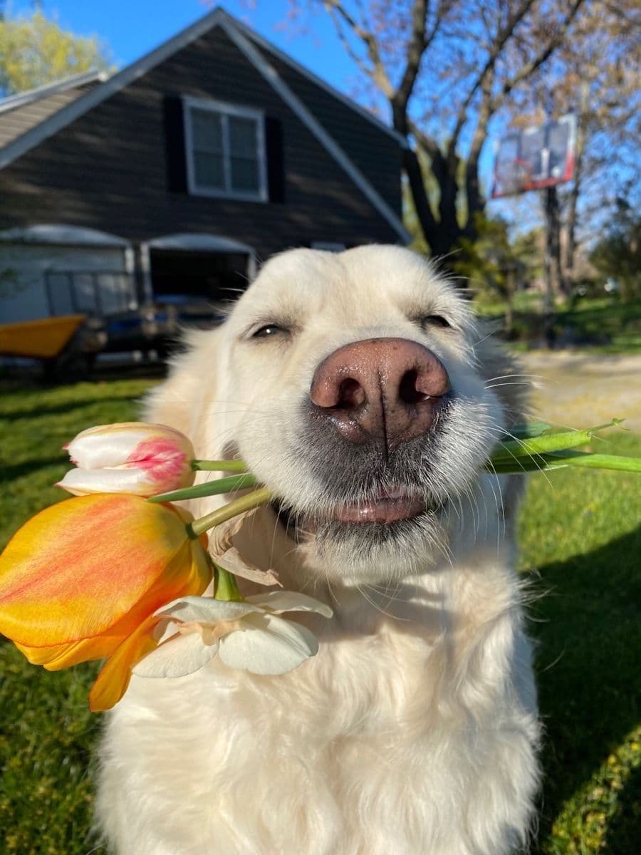 A smiling white dog holding colorful flowers outdoors